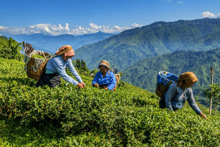Darjeeling